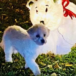 Meet your Posher, Ronny